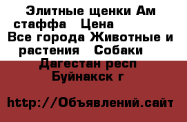 Элитные щенки Ам.стаффа › Цена ­ 25 000 - Все города Животные и растения » Собаки   . Дагестан респ.,Буйнакск г.